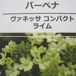 宿根バーベナ苗 『ヴァネッサ コンパクト ライム』 10.5センチポット 耐寒性宿根草の画像7