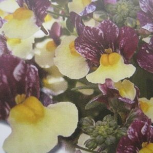 ネメシア苗 『メノール デュアルマゼンタ』 黄色と紫の花色 10.5㎝ポットの画像2
