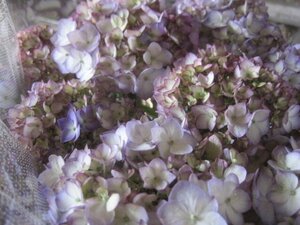  hydrangea blooming stock [ma man ] blue 5 number pot purple . flower 4/27 photographing 