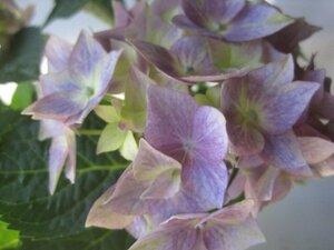  hydrangea blooming stock [ star . abrasion ] blue 4 number pot purple . flower 4/27 photographing 