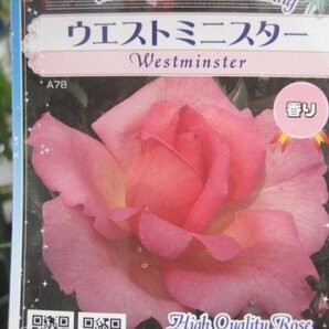 『ウエストミニスター』 バラ新苗 大輪四季咲き １２センチポットの画像1