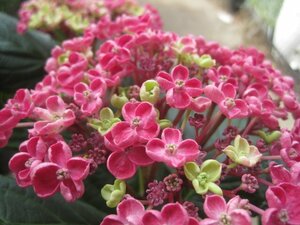 『華あられ』　アジサイ開花株　5号鉢　　紫陽花