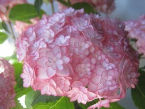  hydrangea blooming stock [ Hinamatsuri luna ] peach 5 number pot purple . flower 4/27 photographing 