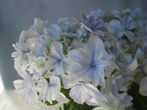  hydrangea blooming stock [ empty sea ] blue 5 number pot purple . flower 4/27 photographing 
