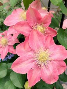  clematis 1 year raw seedling [ Little Mermaid ] pink 10.5. pot new * old both branch ..FZ