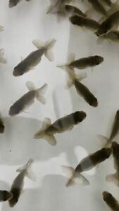 [yoh.ranc] golgfish this year fish selection another leak 100 pcs *