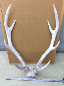  deer angle .. deer objet d'art male deer deer. angle .. hunting Trophy processing 