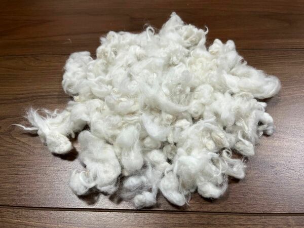 コットンフラワーの種　綿付き　綿花の種　100粒