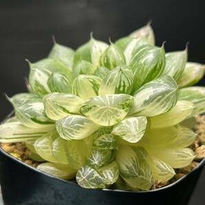 5 ●マリン錦 群生株 良斑● ハオルチア Haworthia 多肉植物 サボテン アガベ エケベリア 観葉植物 kbtnpの画像6