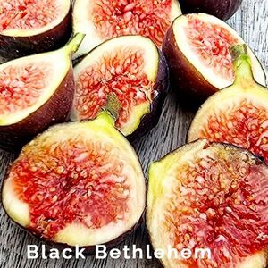 【Fg1101】超希少 『 Black Bethlehem 』イチジク 穂木 海外輸入 入手困難！！ 挿し木 無花果