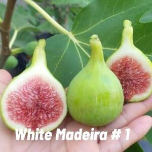 【Fg1016】超希少 『 White Madeira 』イチジク 穂木 海外輸入 入手困難！！ 挿し木 無花果