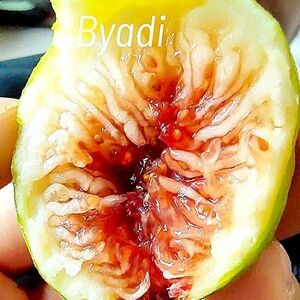 【Fg1185】超希少 『 Byadi 』イチジク 穂木 海外輸入 入手困難！！ 挿し木 無花果