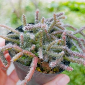 リプサリス　ピロカルパ　根付き苗多肉植物今ならケレウスクラもオマケでお付けします　