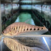 クラウンナイフフィッシュ　8cm＋　1匹 [25061]　不二熱帯魚　再入荷_画像3