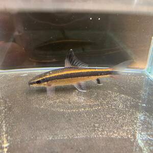 サイアミーズ・フライングフォックス　6cm＋ 3匹　[23031]　不二熱帯魚