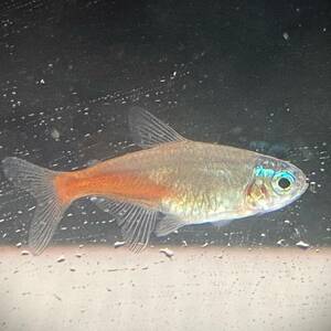  brilliant neon Tetra 20 pcs ML size [10023] un- two tropical fish 