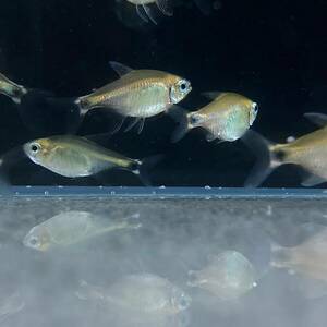 ki Tey Tetra 10 pcs M size [10523] un- two tropical fish 