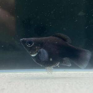 ブラックバルーンモーリー　10匹　Mサイズ [18073]　不二熱帯魚
