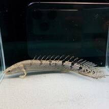 ポリプテルス・デルヘッジ　8cm＋　2匹 [29041]　不二熱帯魚_画像1