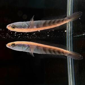 チャンナ・マルリオイデス・レッド・バリト川産　1匹　4cm＋　 [29091]　不二熱帯魚