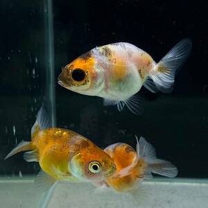 kya Rico golgfish 4cm+ 3 pcs [35651] un- two tropical fish * color, pattern designation un- possible 