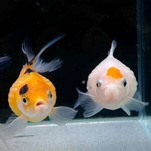  pin pon pearl 5cm+ 3 pcs [35801] un- two tropical fish * color, pattern designation un- possible 