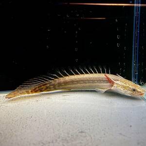 ポリプテルス・ラプラディ　6cm±　1匹 [29071]　不二熱帯魚