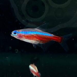 激安　カージナルテトラ　20匹　Mサイズ　2cm　【10078】不二熱帯魚