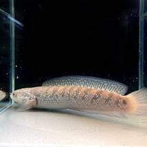 ホワイトスポットコウタイ　Channa asiatica white spot　18cm＋ 1匹 [28063] 不二熱帯魚_画像1