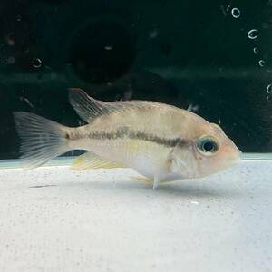 Trictis eriotti 4cm + 3 [26261] Fuji Tropical Fish Fish