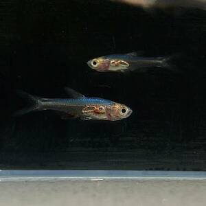 ラスボラ・アクセルロディ (ブルー)　Mサイズ　10匹 [14293]　不二熱帯魚