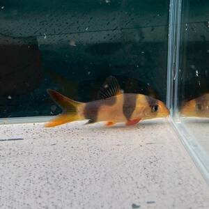 クラウンローチ　4cm＋　4匹 [23002]　不二熱帯魚