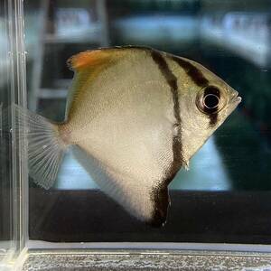 モノダク　4cm 　2匹　[31141]　不二熱帯魚