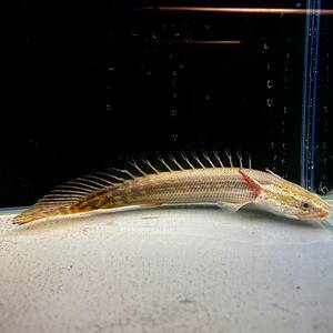 ポリプテルス・ラプラディ　15cm±　1匹 [29073]　不二熱帯魚