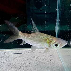 コイ科の最大種　パーカーホ　7cm＋　1匹 [14221]　不二熱帯魚