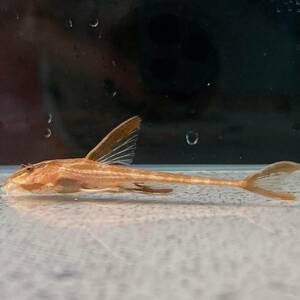 リネロリカリアランケオラータ レッド　5cm＋　1匹 [24061]　不二熱帯魚