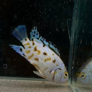 エレクトリックブルー ジャックデンプシー　3cm＋　1匹 【26221】　不二熱帯魚