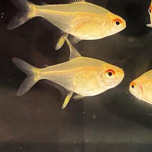  lemon Tetra ML size 10 pcs [10403] un- two tropical fish 