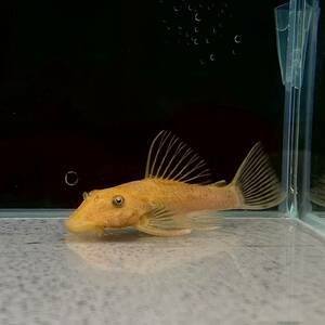 スーパーレッドブッシープレコ　5cm＋　2匹 [24081]　不二熱帯魚