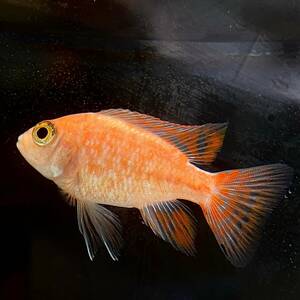 ドラゴンブラッドピーコック　4cm＋　5匹 [27011]　不二熱帯魚