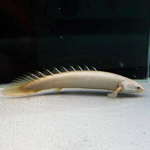 ポリプテルス・セネガルス　12cm＋　3匹 [29003]　不二熱帯魚