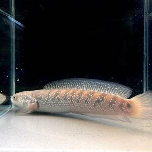 ホワイトスポットコウタイ　Channa asiatica white spot　18cm＋ 1匹 [28063] 不二熱帯魚