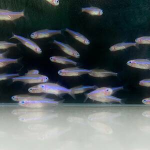  green neon Tetra M size 20 pcs M size [10033] un- two tropical fish 