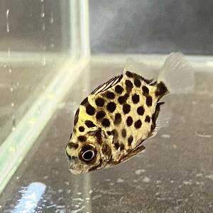 グリーン スキャット　5cm＋　3匹 [31153]　不二熱帯魚