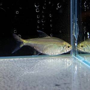 20 pcs Golden Tetra M size 20 pcs [10323] un- two tropical fish 