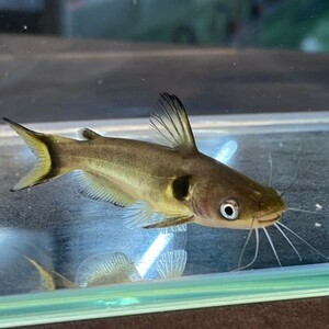 ホラバグルス・ブラキソマ　6cm± 3匹　[25091]　不二熱帯魚