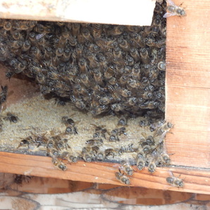 杉 日本蜜蜂巣箱材 自然乾燥灰汁抜き済み 276mm（長）×24ｍｍ（厚）×150ｍｍ幅 40枚：ヤマト便Fサイズの画像10