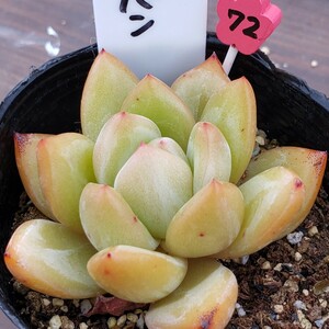 多肉植物NO72★シャンペン★7.5㎝ポット　 ★ 新入荷★　韓国苗 　抜き苗　 超美苗