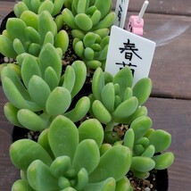 多肉植物NO25★春萌★2個セット　7.5㎝ポット　 ★ 新入荷★　セダム　　 　抜き苗　 超美苗_画像1