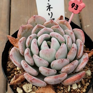 多肉植物NO93★カーネリアン★ 7.5㎝ポット  ★ 新入荷★ 韓国苗  抜き苗  超美苗の画像5